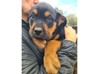 ANNABELLE, dolcissima mix ROTTWEILER! 2 MESI E MEZZO.