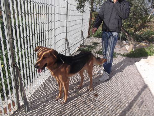 ALONSO, bellissimo mix alano - Foto 2