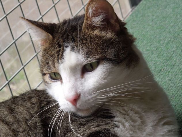 AGOSTINO, gattone dagli occhi dolci - Foto 2