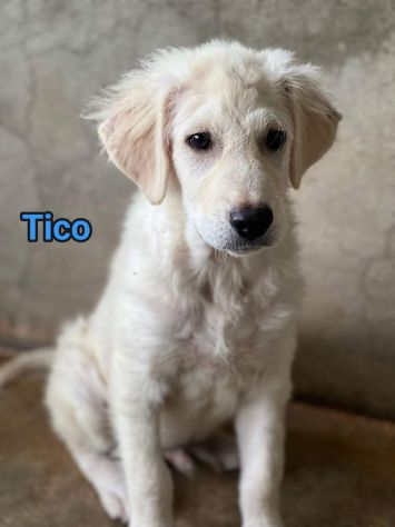 TICO MERAVIGLIOSO CUCCIOLO IN ADOZIONE - Foto 3