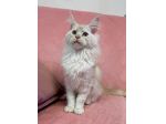 Maine coon