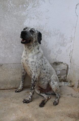 BUCANIERE 4 ANNI TAGLIA GRANDE IN CANILE - Foto 4