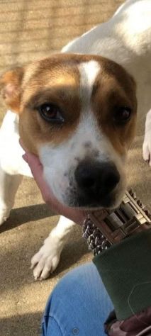 CAIO, cerca salvezza dal canile, cane in adozione tg medio piccola