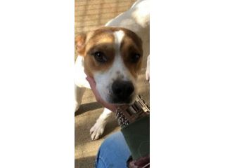CAIO, cerca salvezza dal canile, cane in adozione tg medio piccola