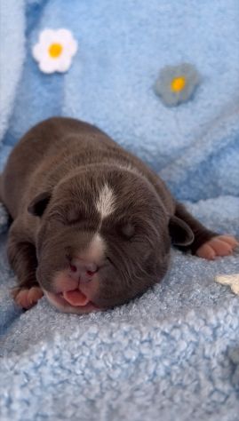 Amstaff cuccioli Blu con Pedigree ENCI - Foto 3