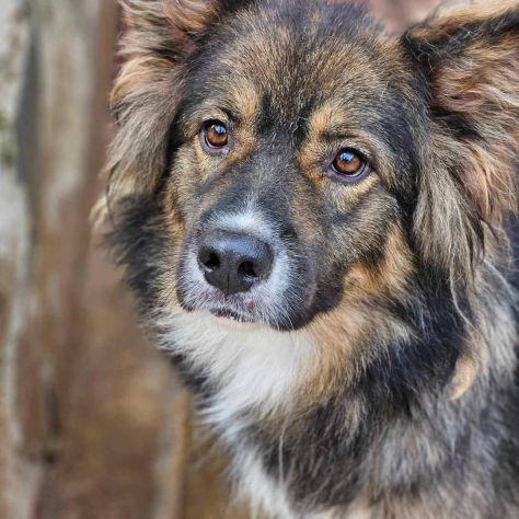 Yuki meraviglioso cagnolino in adozione