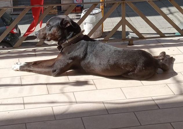 NERINO CAGNOLINO IN ADOZIONE - Foto 2