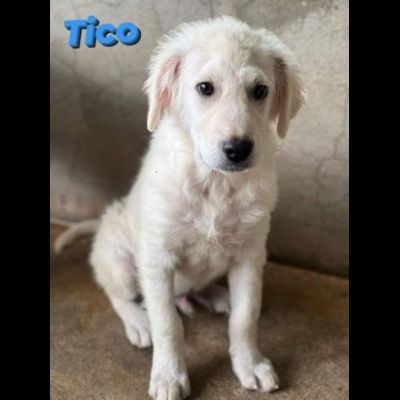 TICO E TACO MERAVIGLIE DI CUCCIOLI IN ADOZIONE