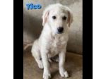 TICO E TACO MERAVIGLIE DI CUCCIOLI IN ADOZIONE