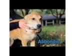RODRIGO E ABBONDIO CUCCIOLI IN ADOZIONE