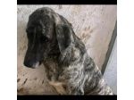 Bellissima Tea cagnolina in adozione