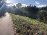 Roccadaspide loc.Cesine terreno con uliveto e ruderi
