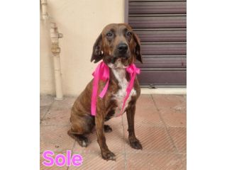 SOLE