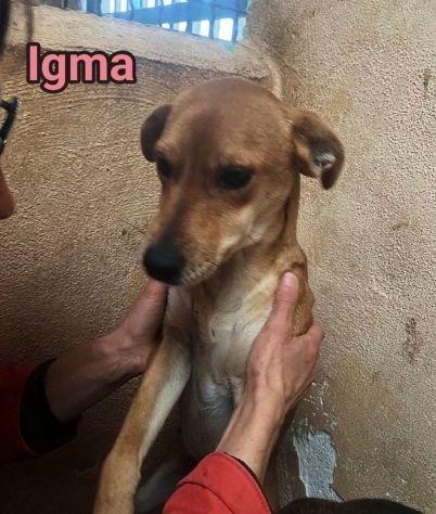 COCO, IGMA, JASMIN CUCCIOLE IN ADOZIONE - Foto 9