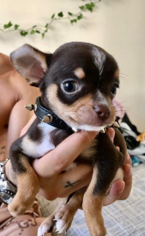 Chihuahua cuccioli - Foto 8