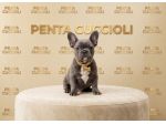 BULLDOG FRANCESE CUCCIOLI  - BOULEDOGUE FRENCH BLU - pag dilazionao