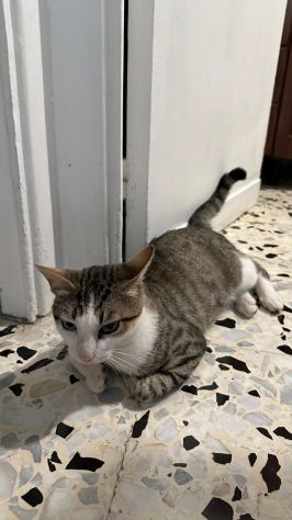 Tommy, 7 mesi, gatto, maschio - Foto 5