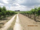 Vendo terreno agricolo - Foto 4