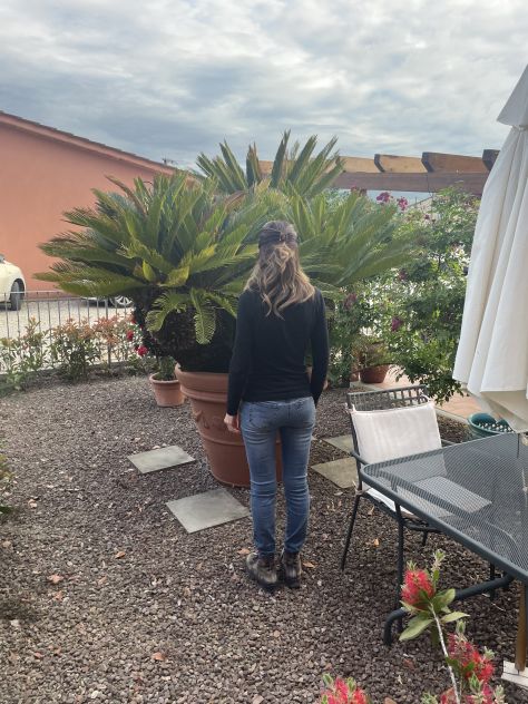 Grande Cycas Revoluta ornamentale adulta - Foto 2