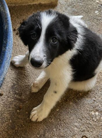 CUCCIOLE 3,5 MESI taglia media - Foto 2
