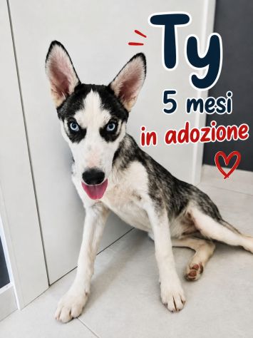 Simil husky in adozione - Foto 3