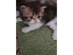 Gattini  persiani