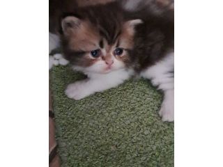 Gattini  persiani