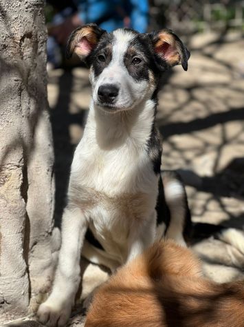 Dylan mix Border 2anni..18mesi di invani appelli.ROMA - Foto 5