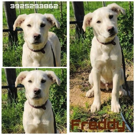 Cagnolini in adozione futura tg. medio contenuta cercano una famiglia per sempre - Foto 9