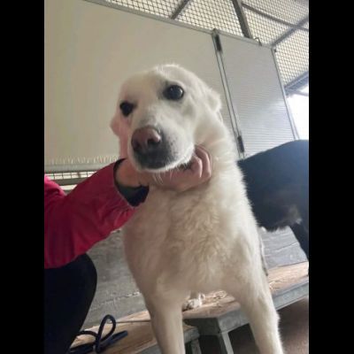AGRIPPINA E AKIRA DA SEMPRE INSIEME, ADOZIONE DI COPPIA