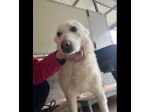 AGRIPPINA E AKIRA DA SEMPRE INSIEME,  ADOZIONE DI COPPIA