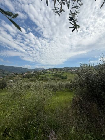 Laureana Cilento – terreno agricolo con 400 piante di ulivo - Foto 6