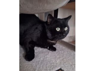 Momo splendido gattino