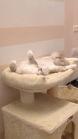 Gatto Siberiano - Foto 2