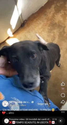 MOZART 15 KG DI BONTÀ CAGNOLINO IN ADOZIONE - Foto 6