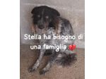 STELLA 6 ANNI taglia media