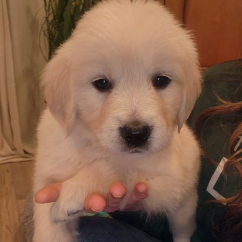 Cuccioli di Golden Retriever con Pedigree ENCI - Foto 4