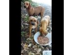 CUCCIOLI IN ADOZIONE