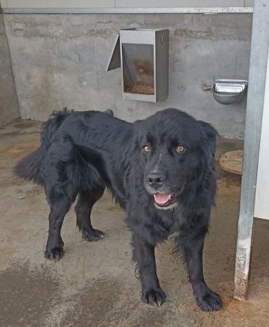 CANE IN ADOZIONE: NADAL - Foto 8
