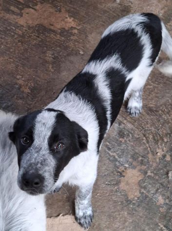 ROY E CARRIE CUCCIOLI 4 MESI taglia media SONO IN CANILE - Foto 2
