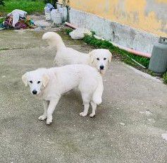Fratello e sorella 3/4anni mix Labrador aspettano casa da cuccioli..NAPOLI