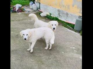 Fratello e sorella 3/4anni mix Labrador aspettano casa da cuccioli..NAPOLI