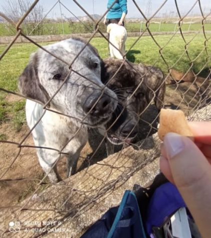 CUCCIOLONE IN ADOZIONE: JAGO