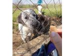 CUCCIOLONE IN ADOZIONE: JAGO