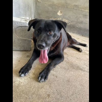 SELENE PRIGIONIERA SENZA COLPA CAGNOLINA IN ADOZIONE - Foto 3