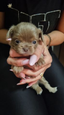 Vendesi cuccioli Chihuahua - Foto 2