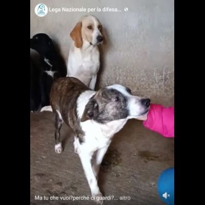 MOLLY, CERCA COCCOLE E ATTENZIONI, CAGNOLINA IN ADOZIONE, TAGLIA MEDIO PICCOLA - Foto 2