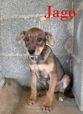 Aron e Jago cuccioli dolcissimi in adozione - Foto 2