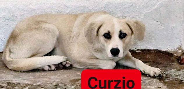 CURZIO CAGNOLINO IN ADOZIONE