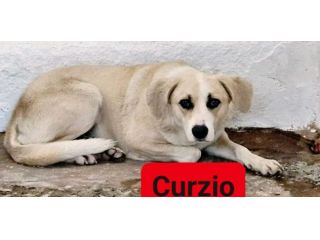 CURZIO CAGNOLINO IN ADOZIONE